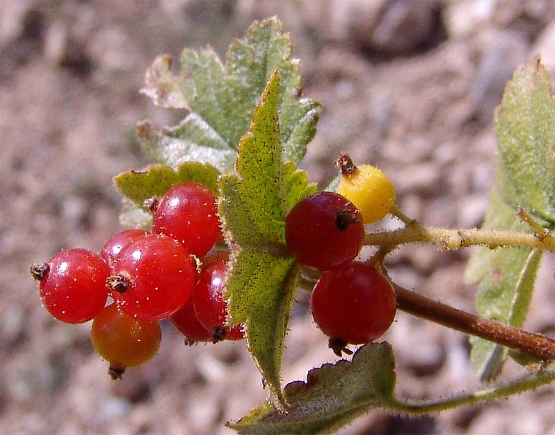 Image of Ribes orientale specimen.