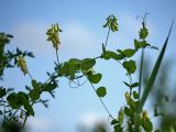 Vicia pisiformis. Побег с соцветиями. Белгородская обл., окрестности пос. Борисовка, Острасьев Яр, остепнённый луг у опушки байрачного леса. 30.06.2009.