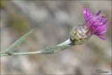 Centaurea sarandinakiae