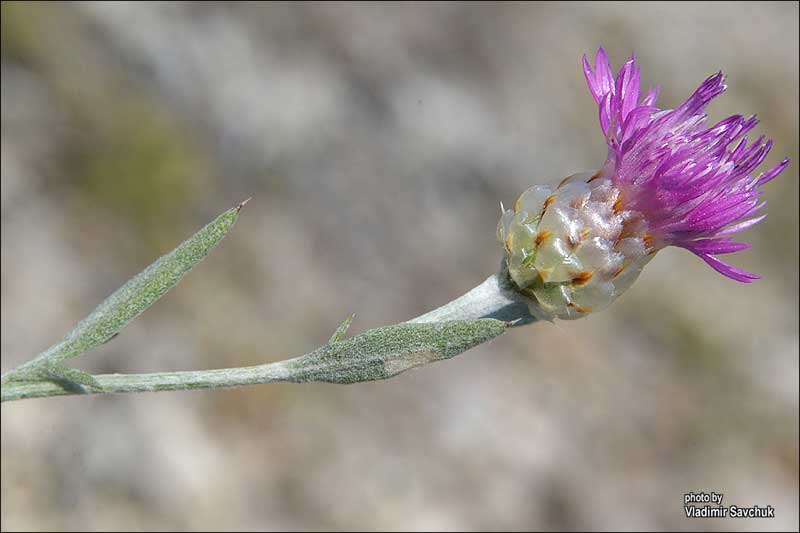 Image of Centaurea sarandinakiae specimen.