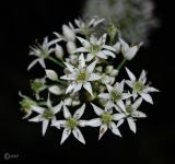 Allium ramosum