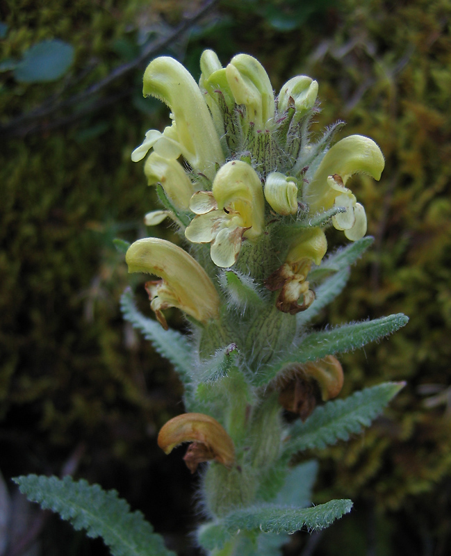 Изображение особи Pedicularis tristis.