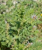 Glycyrrhiza shiheziensis