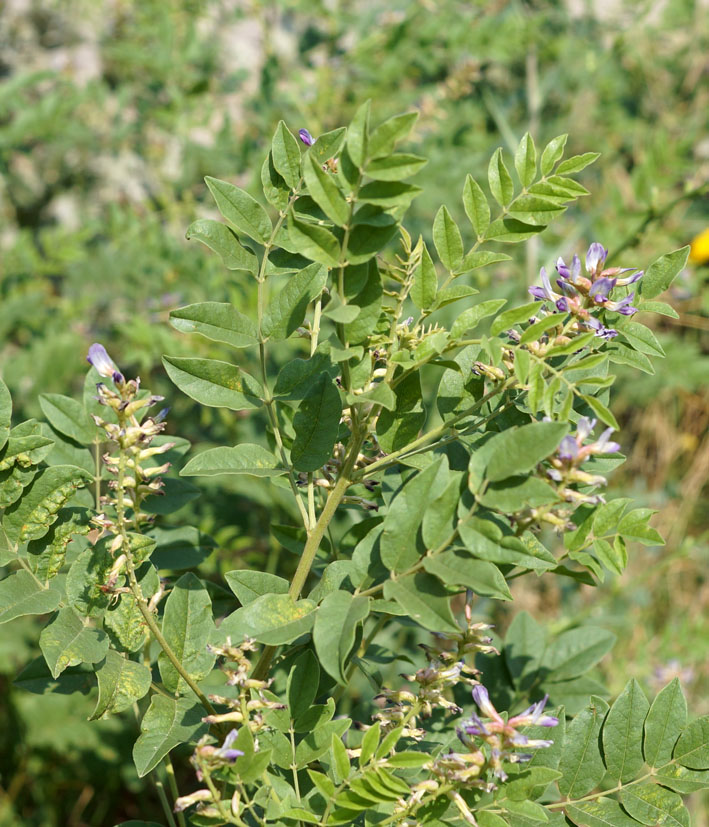 Image of Glycyrrhiza shiheziensis specimen.