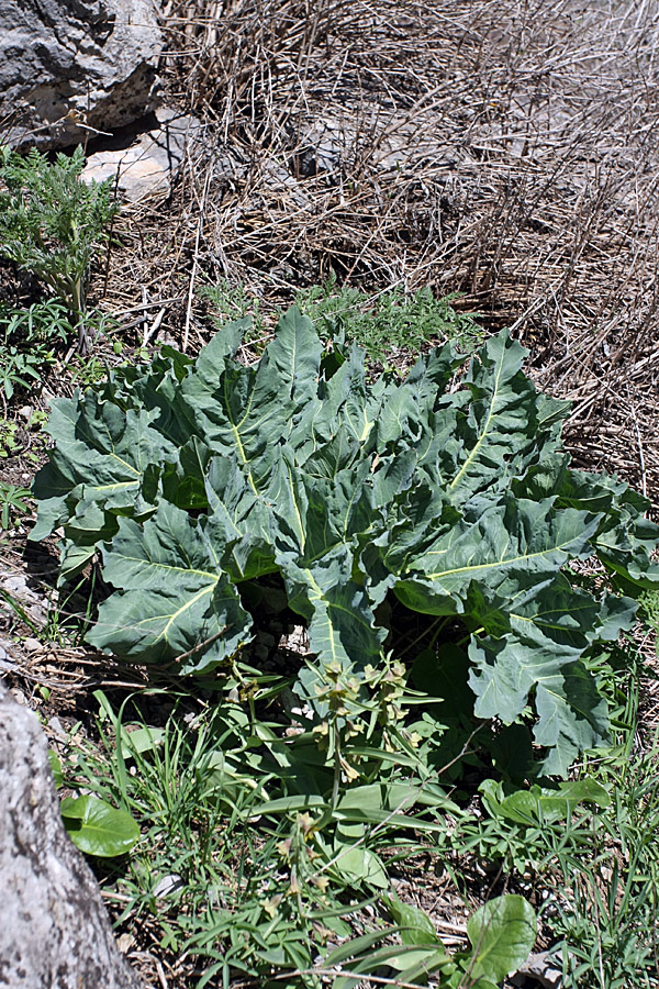 Image of Megacarpaea orbiculata specimen.