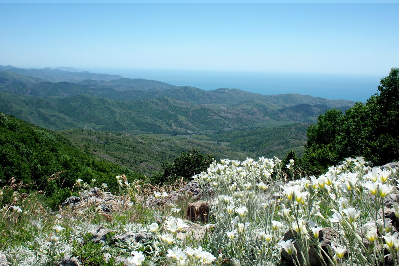 Image of Cerastium biebersteinii specimen.