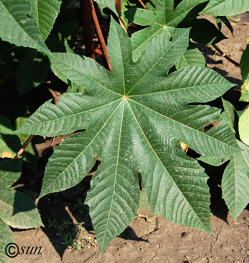 Изображение особи Ricinus communis.