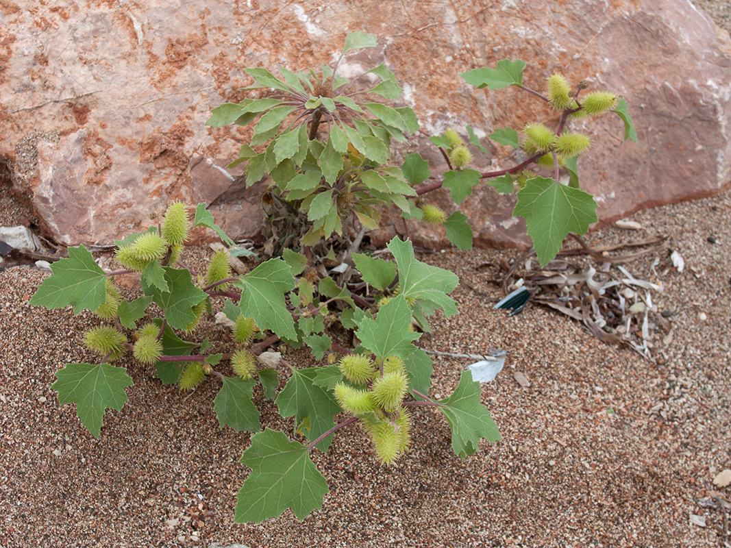 Image of Xanthium orientale specimen.