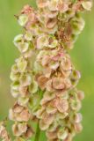 Rumex acetosa. Плоды. Белоруссия, Витебская обл., пос. Езерище, сухой луг на залежи. 12.06.2014.