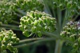 Angelica sylvestris. Часть соплодия. Новгородская обл., Боровичский р-н, ок. 0,5 км восточнее дер. Селино, у рощи. 25.07.2015.