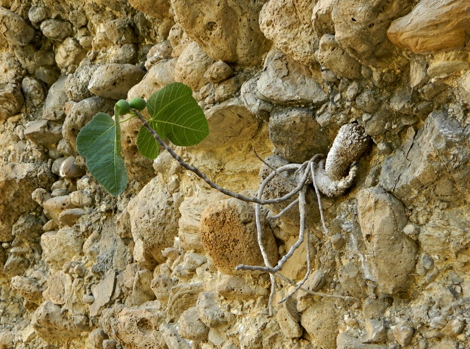 Изображение особи Ficus carica.