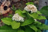 Ixora finlaysoniana. Верхушки побегов с соцветиями. Таиланд, остров Тао, в культуре. 28.06.2013.