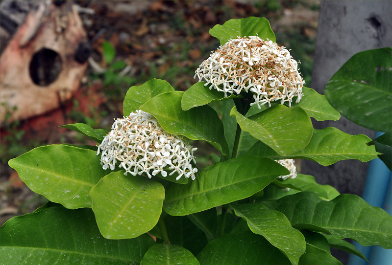 Image of Ixora finlaysoniana specimen.