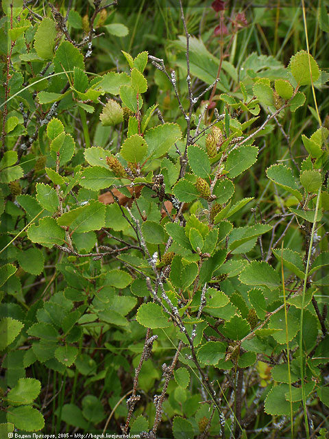 Изображение особи Betula humilis.