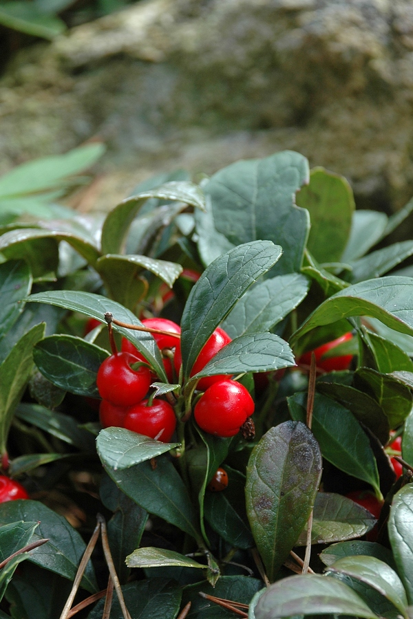 Image of Gaultheria procumbens specimen.