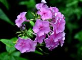 Phlox paniculata