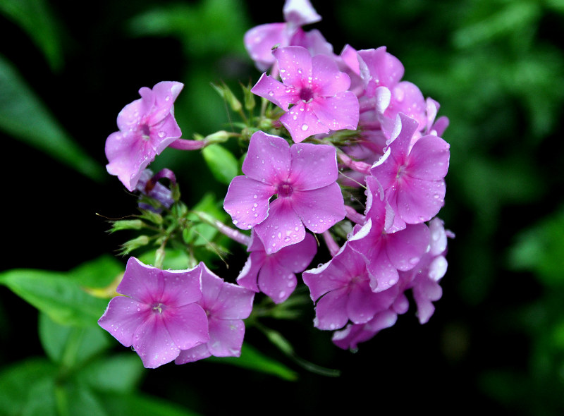 Изображение особи Phlox paniculata.