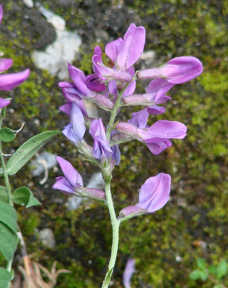 Изображение особи Oxytropis coerulea.