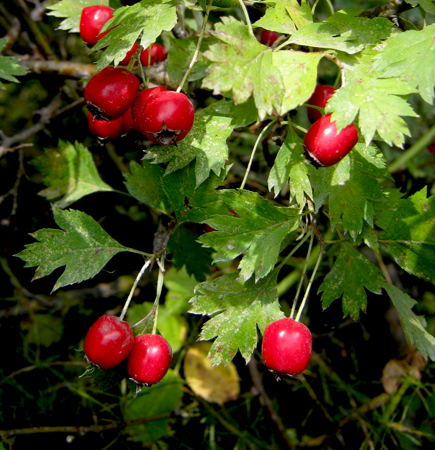 Изображение особи Crataegus rhipidophylla.