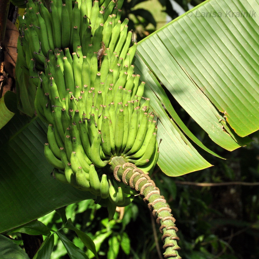 Изображение особи Musa acuminata.