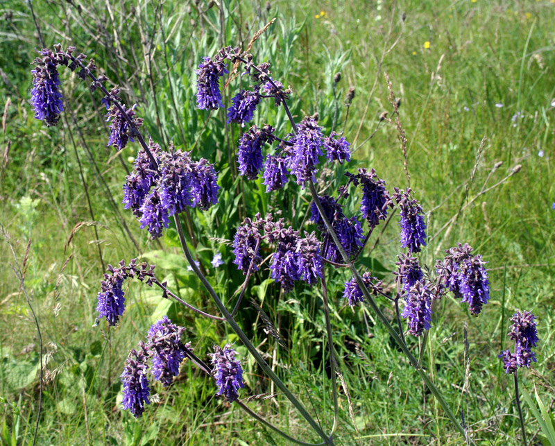 Image of Salvia nutans specimen.