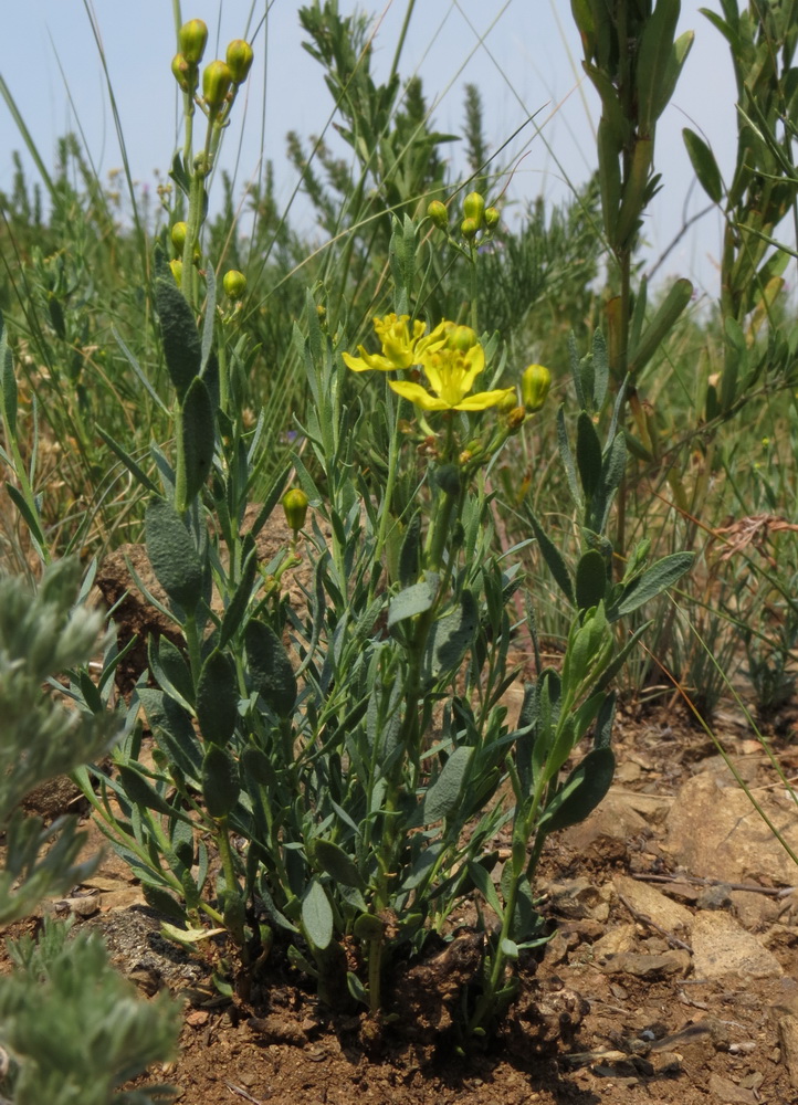 Изображение особи Haplophyllum dauricum.