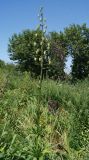Lilium pilosiusculum