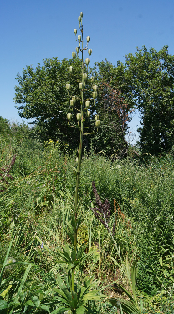 Image of Lilium pilosiusculum specimen.