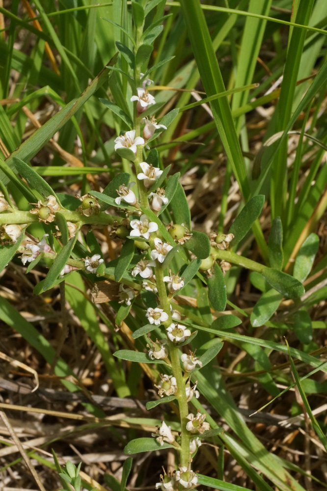 Image of Glaux maritima specimen.