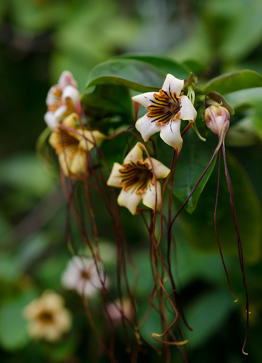 Изображение особи Strophanthus preussii.