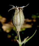 Silene noctiflora