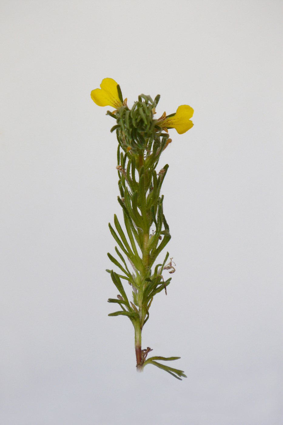 Image of Ajuga chia specimen.