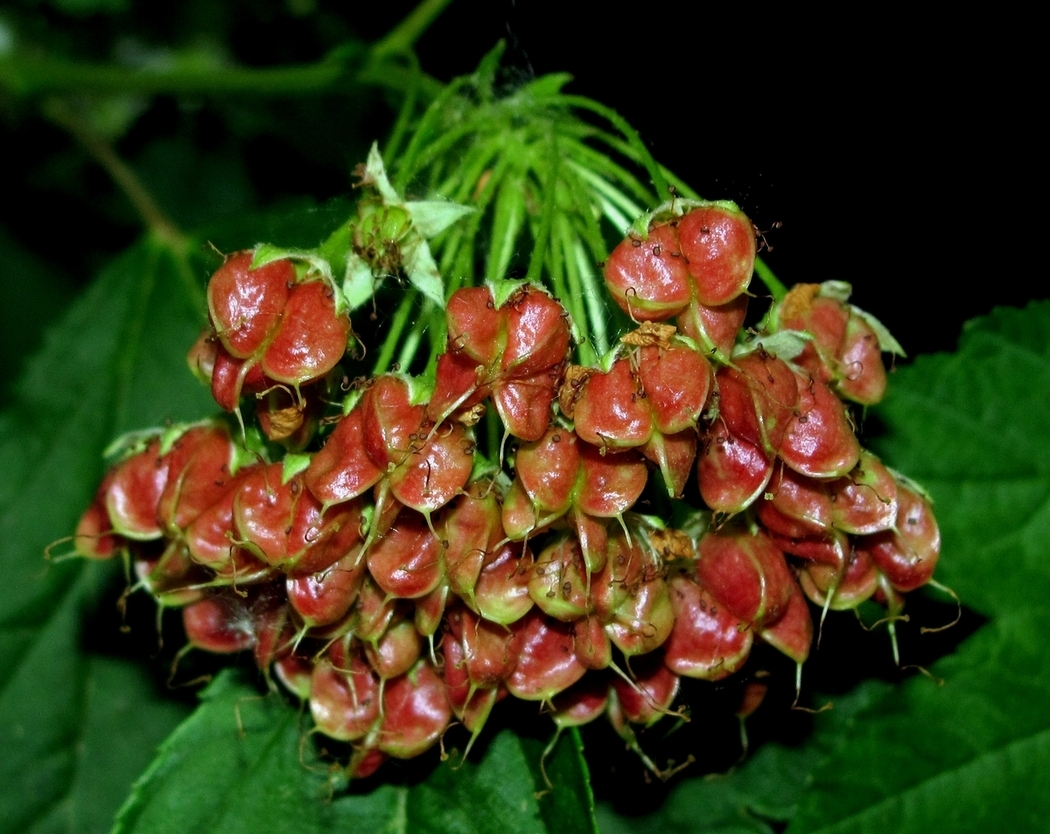 Изображение особи Physocarpus opulifolius.