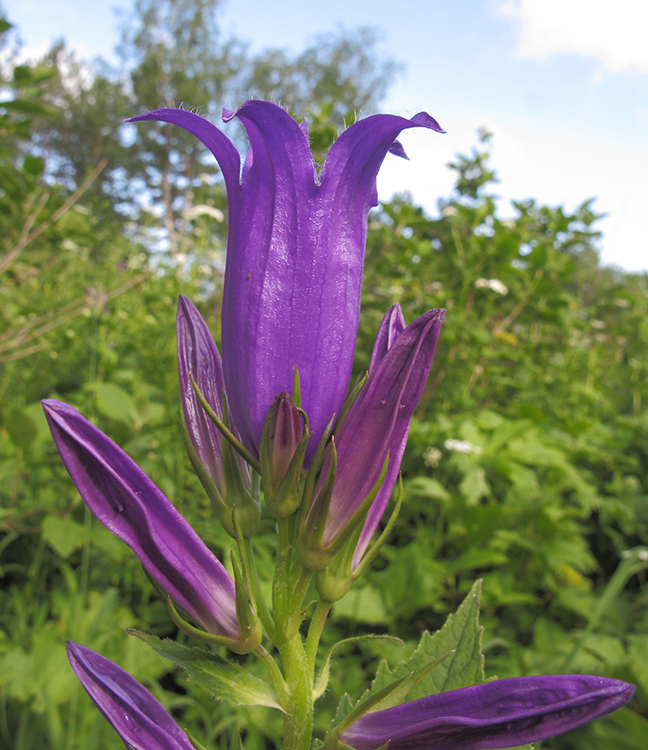 Изображение особи Campanula latifolia.