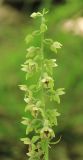 Epipactis condensata. Верхняя часть соцветия. Черноморское побережье Кавказа, м/о город-герой Новороссийск, окр. пос. Верхнебаканский, широколиственный лес. 8 июня 2014 г.