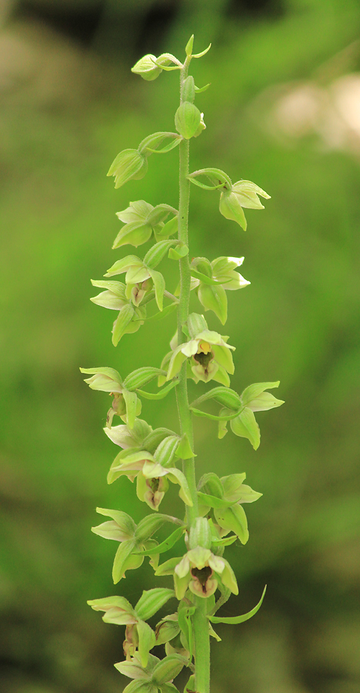 Image of Epipactis condensata specimen.