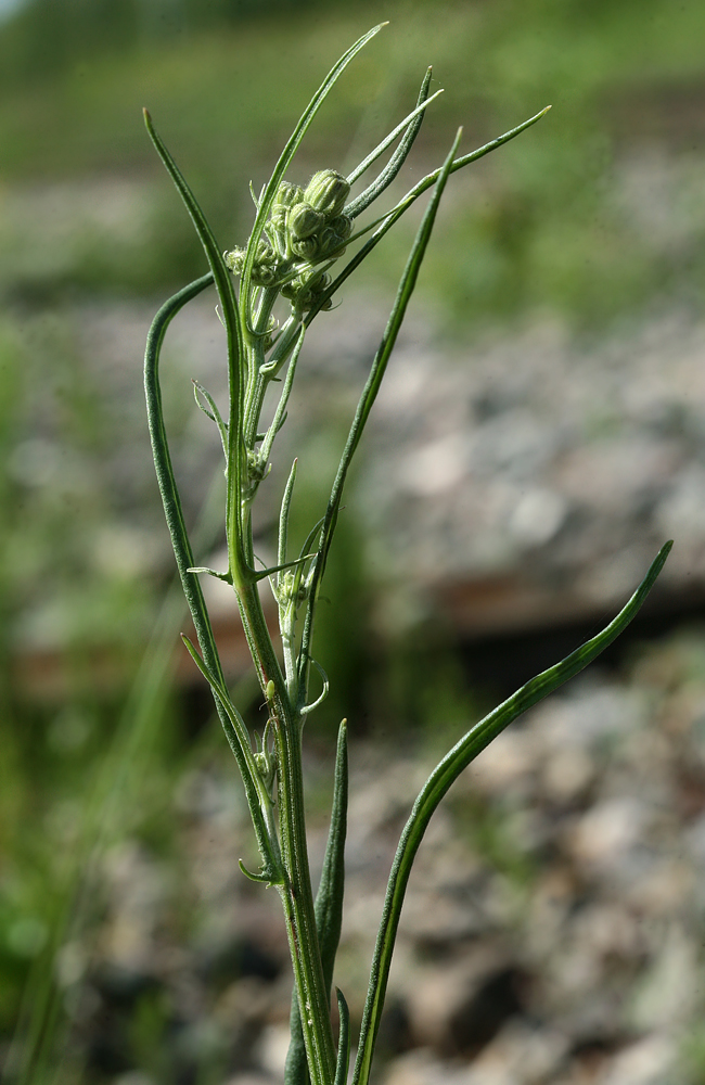 Изображение особи Crepis tectorum.