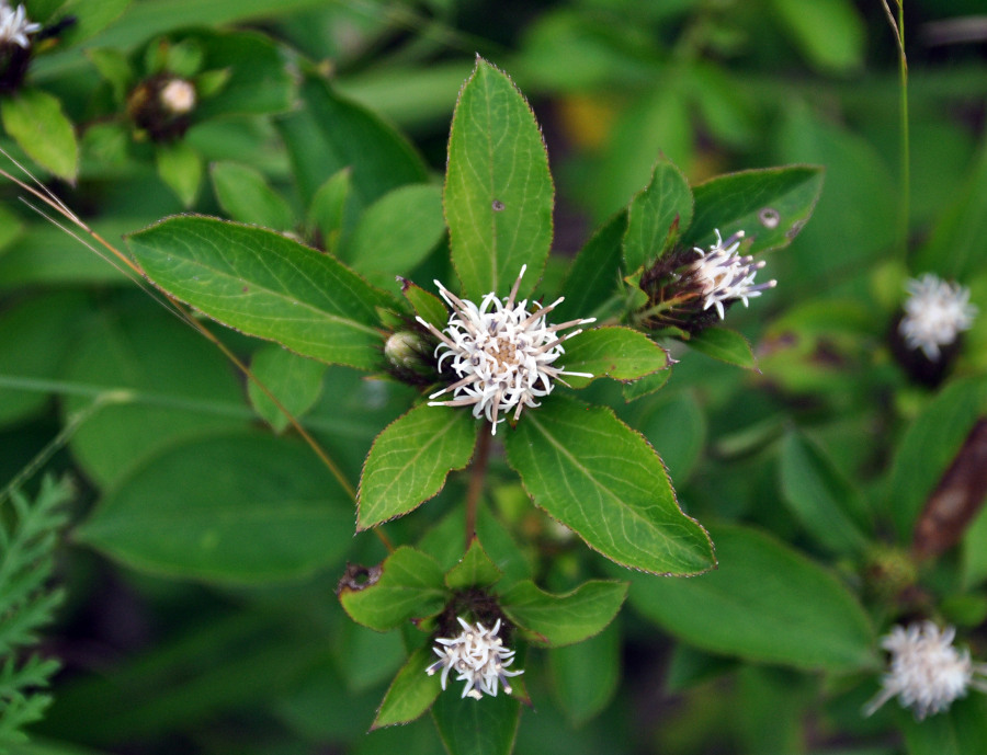 Изображение особи Atractylodes ovata.