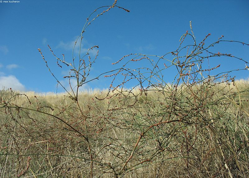 Изображение особи Polygonum patulum.