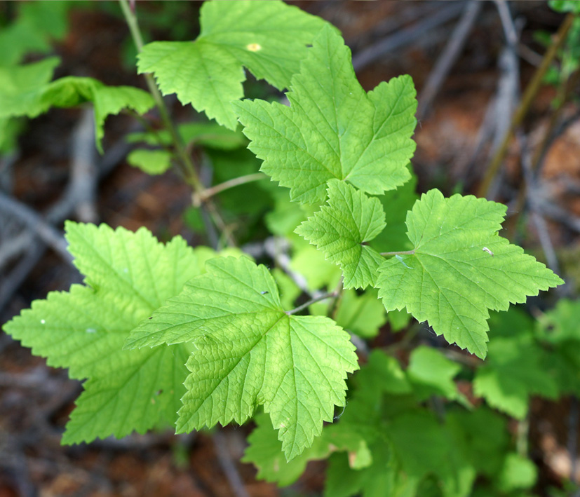 Image of Ribes nigrum specimen.