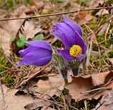 Pulsatilla patens