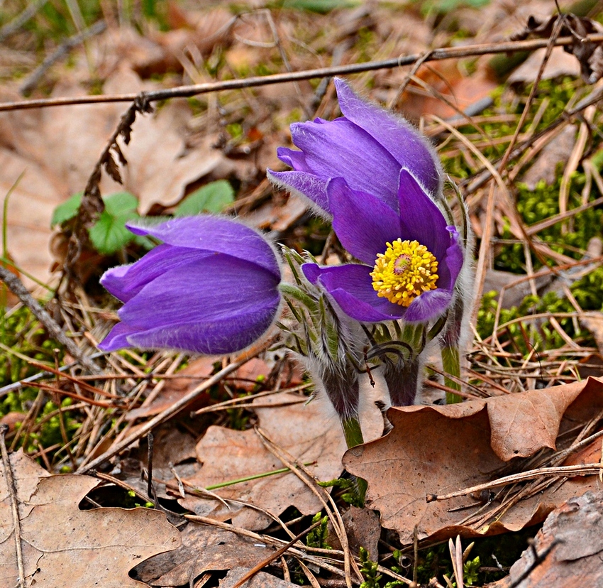 Изображение особи Pulsatilla patens.