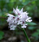 Neotinea tridentata