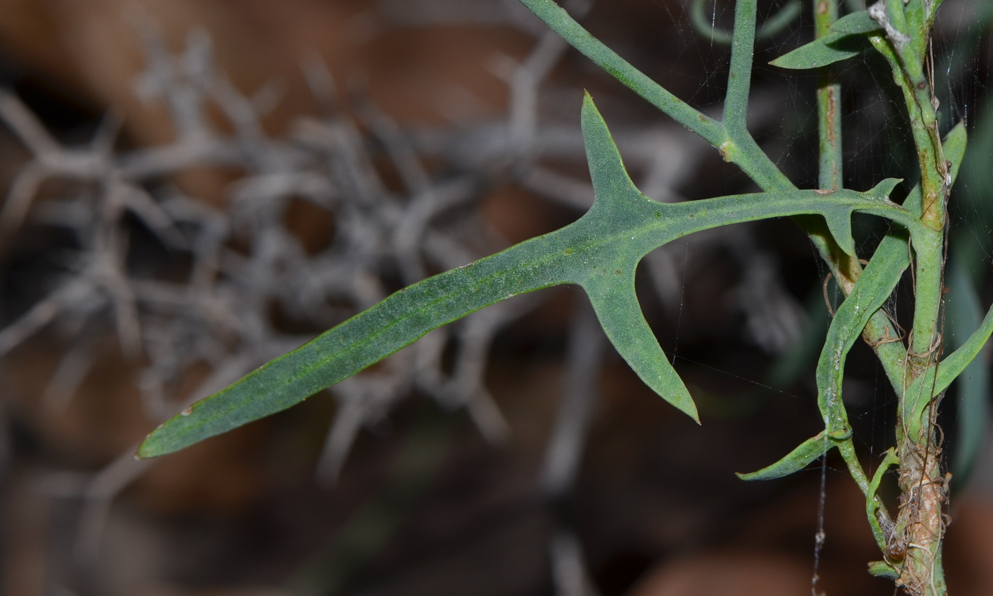Image of Launaea arborescens specimen.