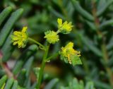 Reseda crystallina