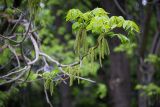 Juglans mandshurica