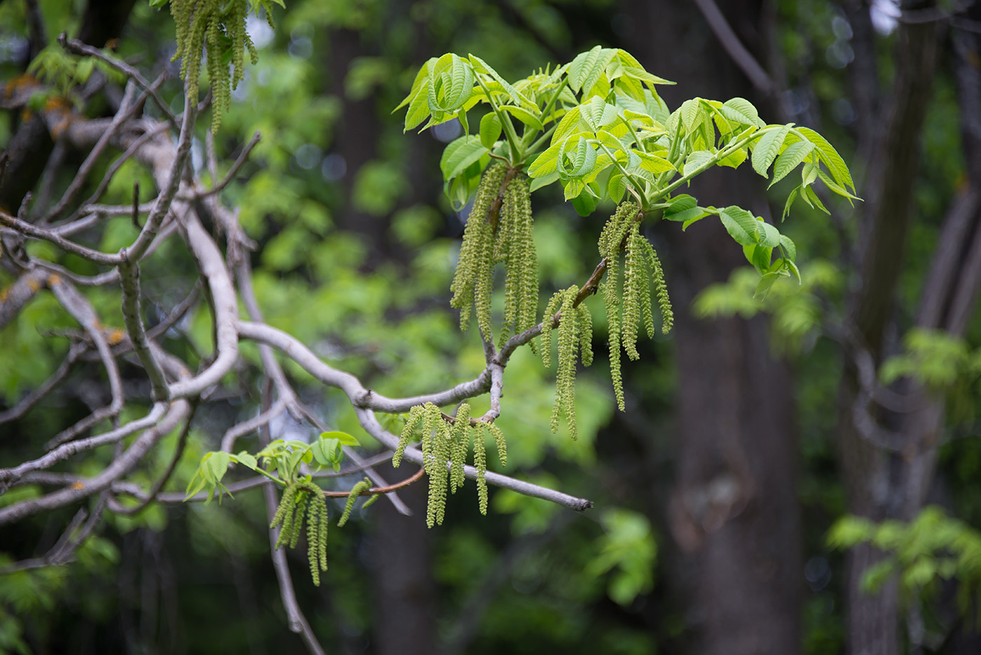 Image of Juglans mandshurica specimen.