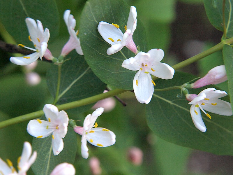 Изображение особи Lonicera tatarica.