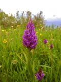 Dactylorhiza incarnata. Верхушка цветущего растения. Кемеровская обл., Беловский р-н, пойма р. Малый Бачат, заливной луг. 20.06.2016.