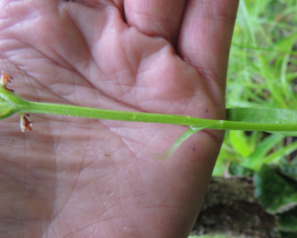 Изображение особи Pseudorchis albida.